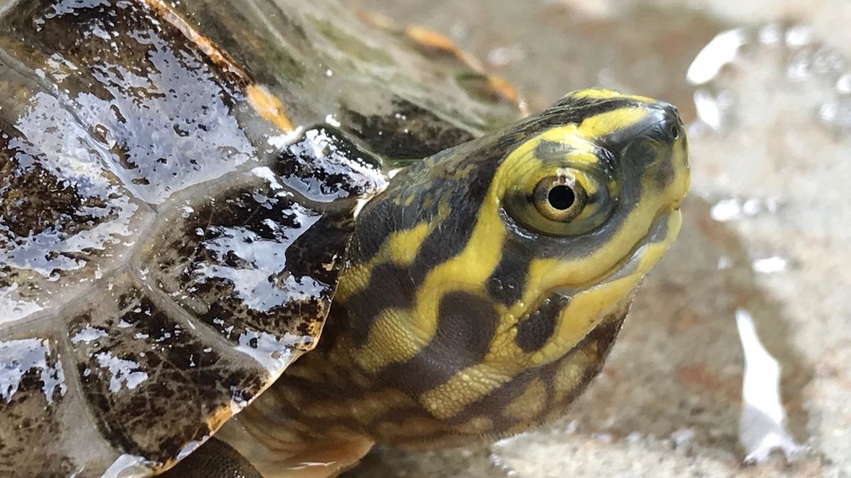 Mladé mořské želvy polykají plasty kvůli evoluční pasti, uvádí studie